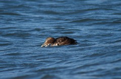 Eiderente, Somateria mollissima (2)