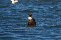 Eiderente, Somateria mollissima (3)