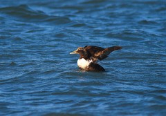 Eiderente, Somateria mollissima (4)