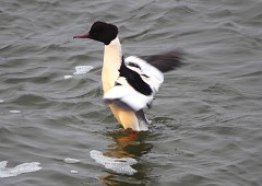 Gänsesäger, Mergus merganser (1)