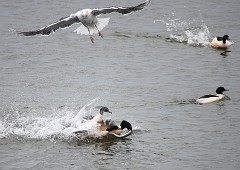 Gänsesäger, Mergus merganser (10)