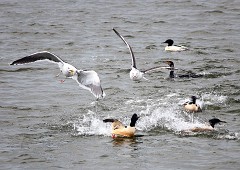 Gänsesäger, Mergus merganser (11)