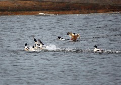 Gänsesäger, Mergus merganser (12)
