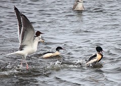 Gänsesäger, Mergus merganser (13)