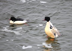 Gänsesäger, Mergus merganser (14)
