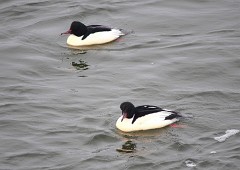 Gänsesäger, Mergus merganser (15)