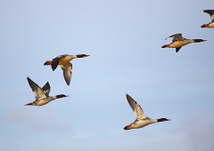 Gänsesäger, Mergus merganser (16)