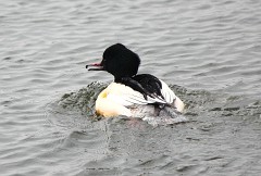 Gänsesäger, Mergus merganser (2)