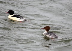Gänsesäger, Mergus merganser (3)
