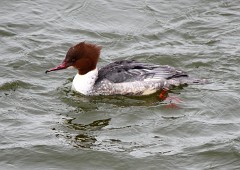 Gänsesäger, Mergus merganser (4)