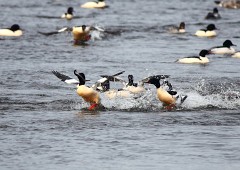 Gänsesäger, Mergus merganser (5)