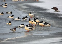 Gänsesäger, Mergus merganser (6)