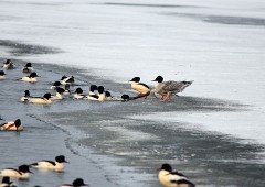 Gänsesäger, Mergus merganser (7)