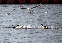 Gänsesäger, Mergus merganser (8)