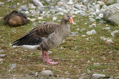 Graugans, Anser anser (1)