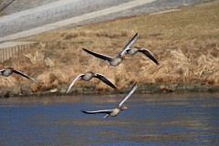 Graugans, Anser anser (2)