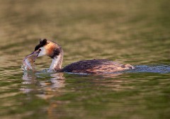 Haubentaucher, Podiceps cristatus (1)