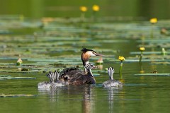 Haubentaucher, Podiceps cristatus (2)