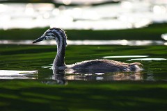 Haubentaucher, Podiceps cristatus (3)