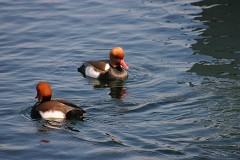 Kolbenente, Netta rufina (1)