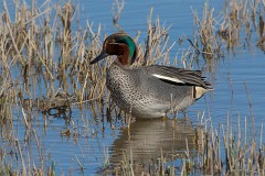 Krickente, Anas crecca (1)