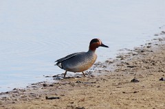 Krickente, Anas crecca (2)