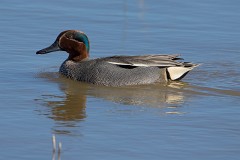 Krickente, Anas crecca (5)