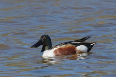 Löffelente, Anas clypeata (1)