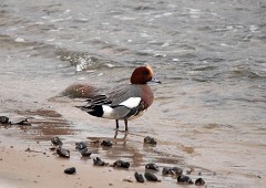 Pfeifente, Anas penelope (1)