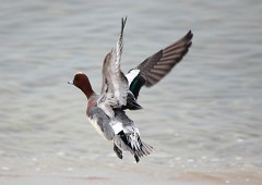 Pfeifente, Anas penelope (2)