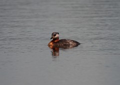 Rothalstaucher, Podiceps grisegena (1)