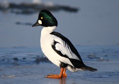 Schellente, Bucephala clangula (1)