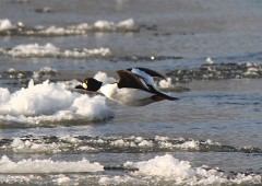 Schellente, Bucephala clangula (3)
