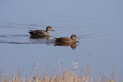 Schnatterente, Anas strepera (1)