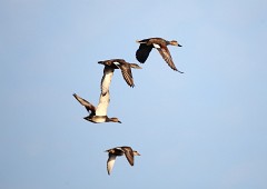 Schnatterente, Anas strepera (2)