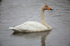 Singschwan, Cygnus cygnus (1)
