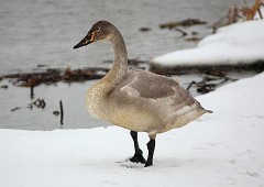 Singschwan, Cygnus cygnus (2)