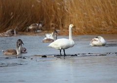 Singschwan, Cygnus cygnus (3)