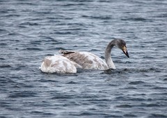 Singschwan, Cygnus cygnus (4)