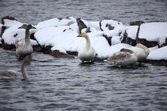 Singschwan, Cygnus cygnus (5)