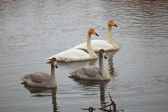 Singschwan, Cygnus cygnus (7)