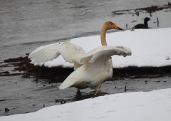 Singschwan, Cygnus cygnus (8)