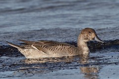 Spießente, Anas acuta (1)