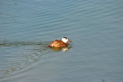 Weißkopfruderente, Oxyura leucocephala (2)