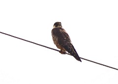 Baumfalke, Falco subbuteo (2)