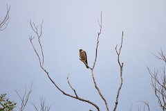Baumfalke, Falco subbuteo (4)