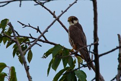 Baumfalke, Falco subbuteo (6)