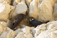 Eleonorenfalke, Falco eleonorae (1)