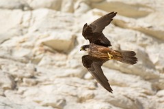 Eleonorenfalke, Falco eleonorae (10)