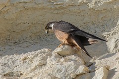 Eleonorenfalke, Falco eleonorae (11)